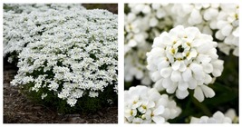 Iberis - Snowsation Candytuft Perennial Plant - 2.5&quot; Pot - $28.99