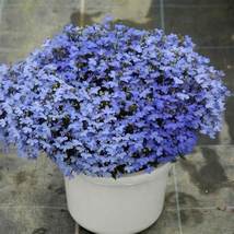 Aubrieta Cultorum, 100 Seeds D - £11.43 GBP