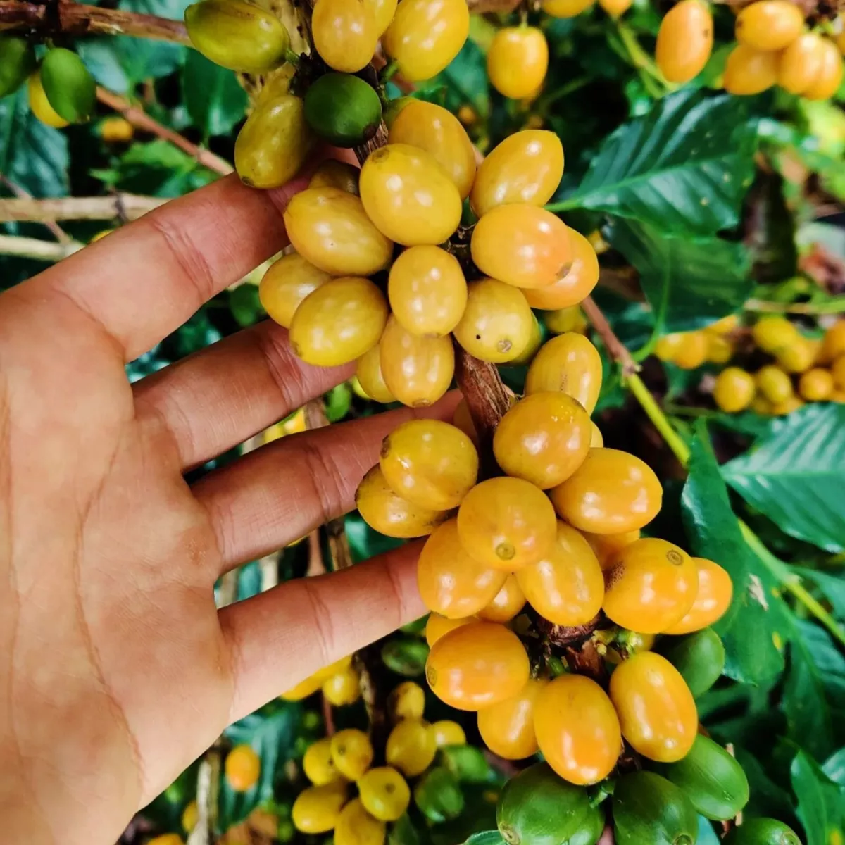Yellow Catura Coffee Yellow Coffee Seeds Rare Coffee Seed Coffee 150++ Seeds - $32.00