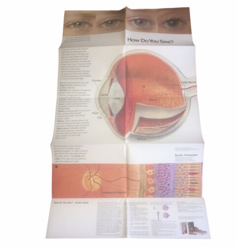 Scott, Foresman “How Do You See?” Eye Lithograph Classroom Poster 1970’s - $46.53