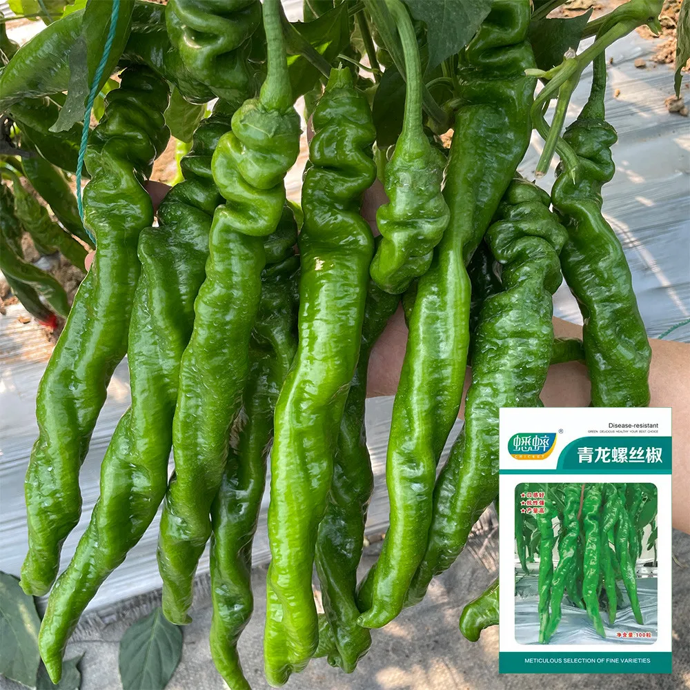 New 50 seed Rock Sugar Kirin No.3 Watermelon Seeds - $16.49
