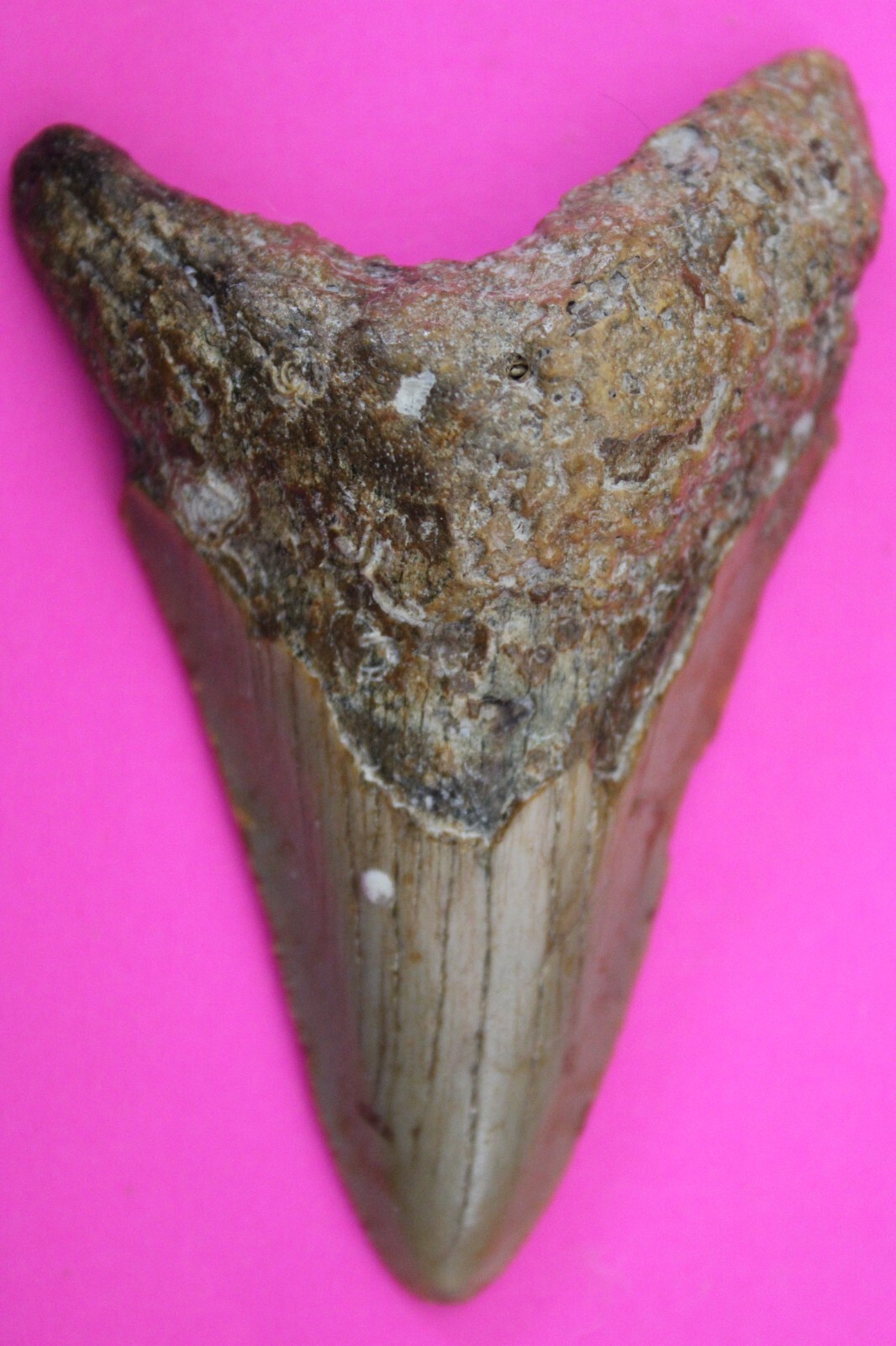 Authentic Megadolon Shark Tooth 3.04 Inches 47 Grams Fossil Dino Girl CO... - $91.99