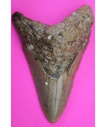 Authentic Megadolon Shark Tooth 3.04 Inches 47 Grams Fossil Dino Girl CO... - $126.33 CAD