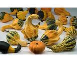 25+ Winged Gourd Squash Seeds – Unique Heirloom Ornamental Variety - $16.50
