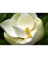 LKS Magnolia Grandiflora Southern Magnolias Bull Bay 10 Seeds Home Garden - $13.29