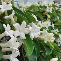 USA SELLER Stephanotis Floribunda Madagascar Jasmine Bridal Wreath 5 Seeds Free  - £13.69 GBP