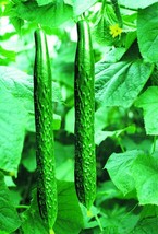 1 Pack 100 Cucumber Seeds Cuke Cucumis Sativus Organic - $4.08