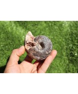Fagesia Ammonite Cretaceous fossil Rare Ammonites fossil Natural fossils... - $1,020.22 MXN
