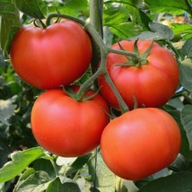 Homestead Tomato Seeds 100 Ct Vegetable Garden HEIRLOOM NON-GMO US - £1.55 GBP