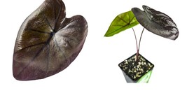 Colocasia esculenta - Black Coral Elephant Ear PPAF - Live Plant - £41.81 GBP