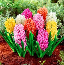 Hyacinthus Plants Hyacinth Potted Seed Balcony Flower Plantas Color Mix Garden U - £8.64 GBP