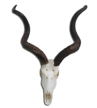 Real Kudu Skull African Antelope Huge Horns + Skull (Horns are 44 and 46&quot; long) - £523.12 GBP