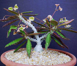 GIB Cardboard Cycad palm, zamia furfuracea sago plant tree mexican seed 30 seeds - £11.78 GBP