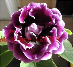 200 Seeds Rare Real Gloxinia Plant - $15.86