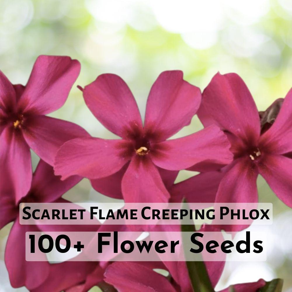 100+ Scarlet Flame Creeping Phlox SeedsVibrant Perennial  - $11.90