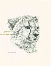 # 106 CHEETAH * wildlife  art print * pen &amp; ink drawing by Jan Jellins - $12.50