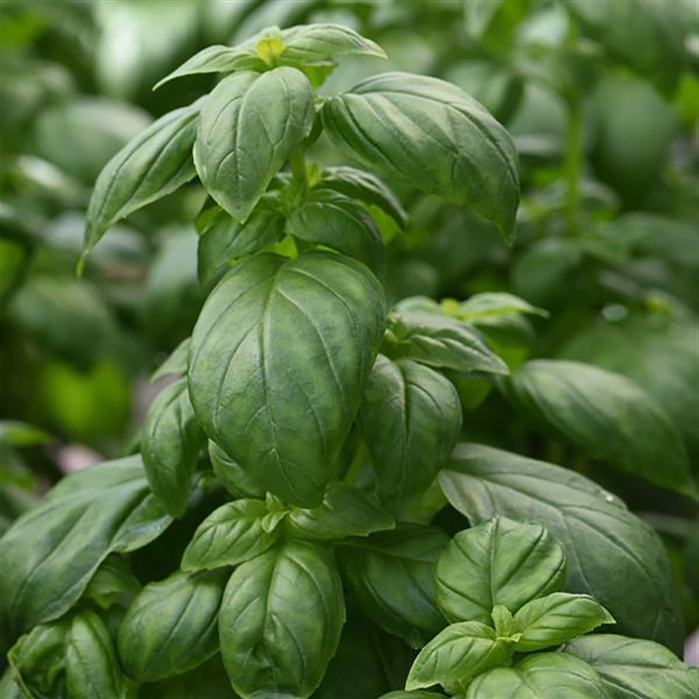 Emerald Towers Basil Herb Plant - 3&quot; Pot - $28.99