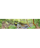 AllenbyArt Kauai Forest, Scenery of Forest, Ideal for Decorations Wall A... - £35.86 GBP+