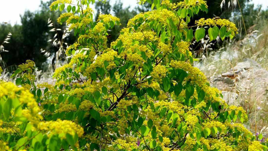 Paliurus Spina Christi Christs Thorn 5 seeds Fresh Gardening - $17.96