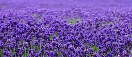 200 Seeds Beautiful Lavender Quick Sprout Heirloom Seeds Garden Transforms - $8.35