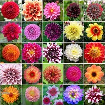 50 Mixed 25 Typs Hardy Heat Resisting Different Dahlia Flower Fresh Seeds for Pl - £9.44 GBP