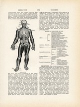 11296.Decor Poster.Room interior.Vintage wall art.Skeleton medical anatomy page - £13.63 GBP+