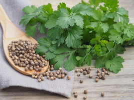 Cilantro Seeds, Coriander herb plant seed Coriandrum Sativum 100 Seeds - £7.78 GBP