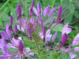 50 Giant Violet Queen Cleome Spider Seeds Flower Perennial - £14.30 GBP