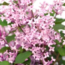 US Seller 25 Pink Perfume Lilac Seeds Tree Fragrant Flowers - $10.98