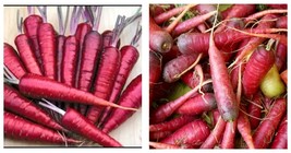  200 Seeds Carrot Blood Red Vegetables, a lovely organic tasty vegetables - £11.98 GBP