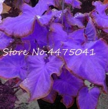 150 Pcs Multiple Colour Thailand Caladium Bonsai of Perennial Rainbow Fl... - £8.07 GBP