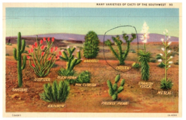 Varieties Of Cacti Peculiar To The Desert Region Cactus Postcard Posted 1941 - £5.47 GBP