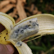 Wild Banana Seeds Musa Acuminata/Musa Balbisiana USA SELLER - £13.89 GBP