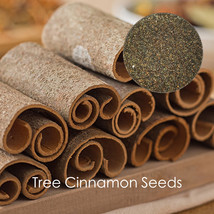 Green Tree Cinnamon  Flower Seeds High Germation - $56.41 MXN