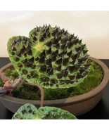 SL 15+ Seeds Begonia Ferox House Plant- Garden- Flowers - $4.50