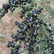 Grow In US Black Goji Berry {Lycium Ruthenicum}10+ Seeds - £8.24 GBP