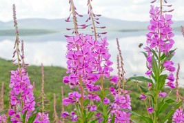 300 Seeds Fireweed Rosebay Willow Herb Yanagiran Native Medicinal Wildflower - $16.75