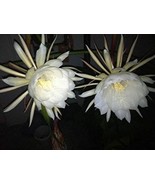 Night Blooming Cereus - Queen of the night Large - $1,306.06 MXN