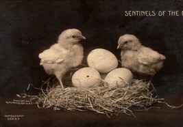 Undivided Back POSTCARD- Sentinels Of The Nest The Rotograph Co. N.Y BK41 - £1.55 GBP