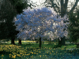 2 Yoshino Flowering Cherry trees 2.5" pot image 3