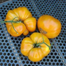 Berynita Store 100 Kentucky Beefsteak Tomato Seeds Non-Gmo Heirloom Flav... - £9.33 GBP