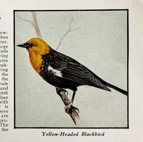 Yellow Headed Blackbird Bird Print 1931 Blue Book Birds Of America Art P... - $19.99