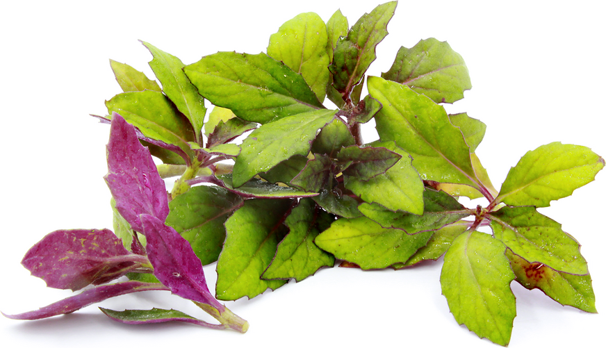 Live Plant  - Okinawa Spinach starter plant - Yard, Garden & Outdoor Living - £32.76 GBP