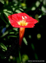IPOMOEA MULTIFIDA cardinal climber morning glory flowering exotic seed 20 seeds - £7.16 GBP