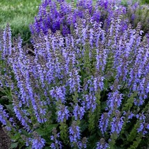 50 Tidal Pool Salvia Seeds Flower Seed Perennial Flowers Hummingbird - £7.71 GBP