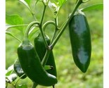 25 Jalapeno M Pepper Seeds Non-Gmo Heirloom Fast Shipping - $8.99