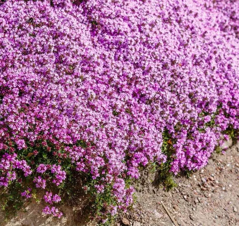 Creeping Thyme Thymus Serpyllum Perennial and Purple Groundcover 1000 Seeds - £7.80 GBP