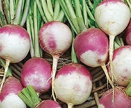 Turnip Seeds,Purple Top White Globe Turnip, Heirloom, Non GMO, 20+ Seeds Vegetab - £2.34 GBP