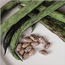 Rattlesnake Pole Beans Seeds Fresh Seeds USA - $16.79