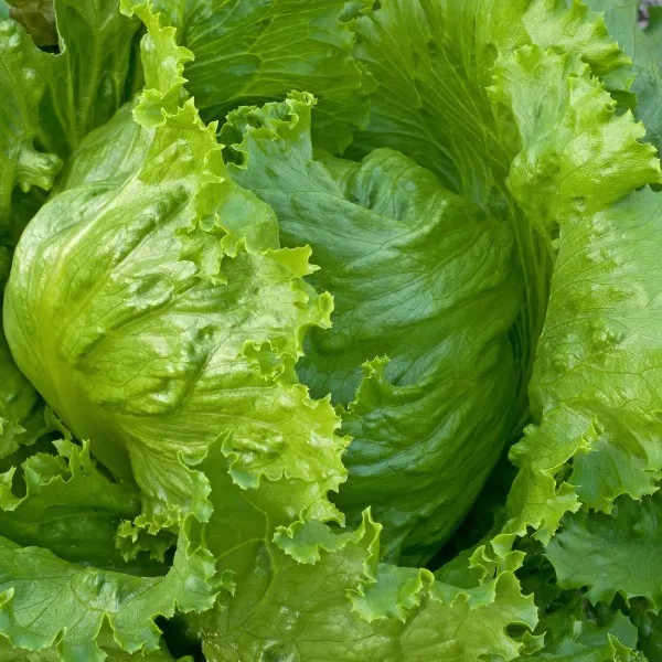 800 Iceberg Lettuce Head Seeds, Garden Salads, NON-GMO - $7.99